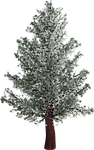 tree, isolated, pine tree