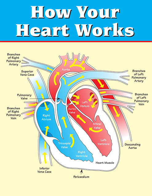 Free vertical heart inner structure heart vector