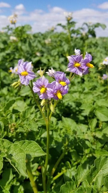 Free Nature Flower photo and picture