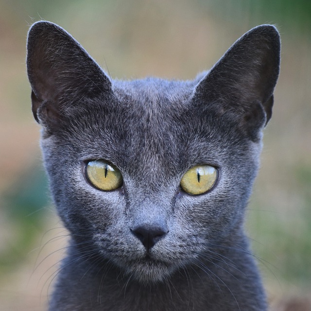 Free Cat Animal photo and picture