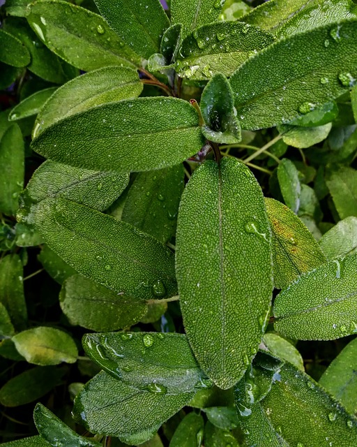 Blad, Anlegg, Natur, Vekst, Mat, Urt