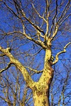 platanus, plane tree, plane