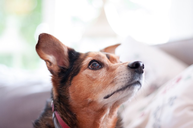Free Dog Cute photo and picture
