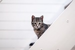 domestic, animal kingdom, cat