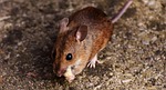 wood mouse, rodent, nager