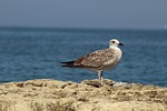 bird, sea, nature