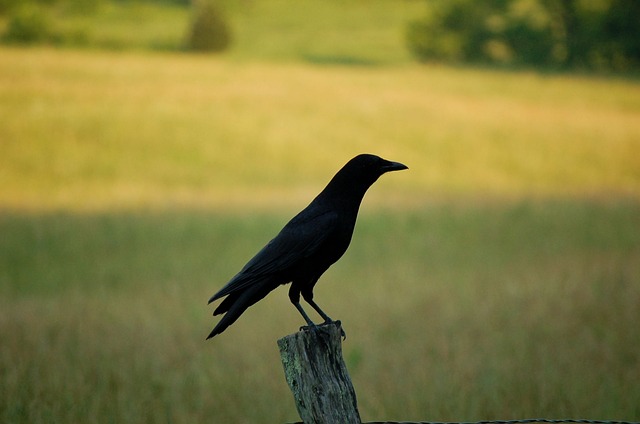 Vogel, Dieren In Het Wild, Natuur
