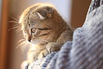 animal, portrait, cat