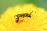 nature, insect, no one
