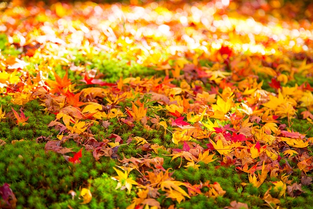 Herbst, Blatt, Jahreszeit, Ahorn