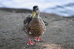 the birds, wild animals, the animal kingdom