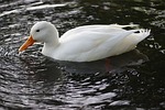 the birds, nature, wild animals