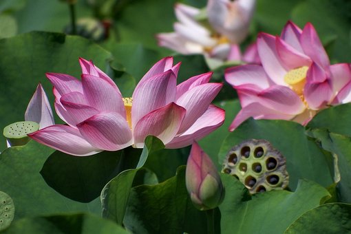 日本, 自然, 植物, 花, ハス, 蓮
