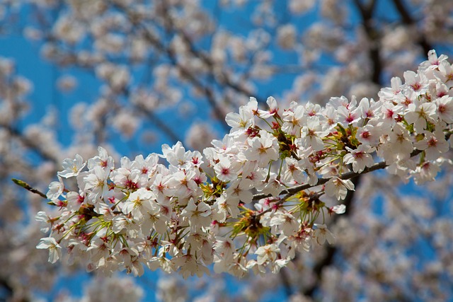 Kirsche, Blumentapete, Blumen, Natur