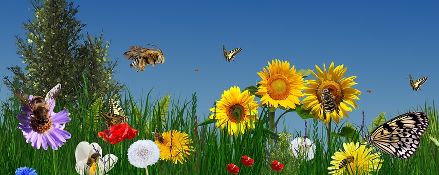 Free Nature Summer photo and picture