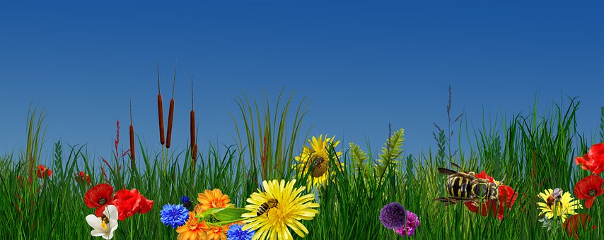 Free Nature Flower photo and picture