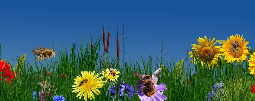 Free Flower Nature photo and picture