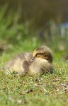 animal world, bird, nature