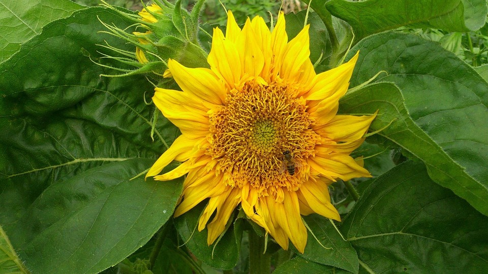 Sunflower Nature Yellow - Free photo on Pixabay - Pixabay