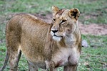 mammal, wildlife, animal