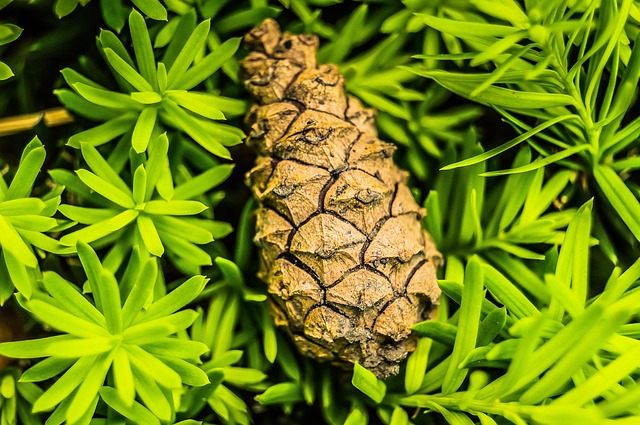 Free Nature Flora photo and picture