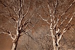 plane tree, tree, tree top