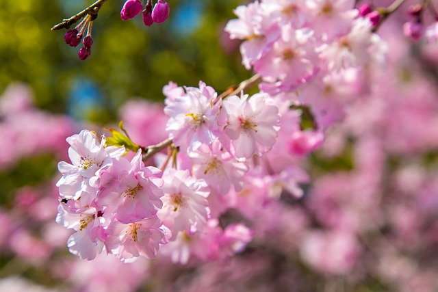 Blumen, Schöne Blumen, Kirsche, Pflanze