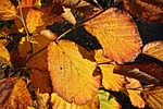 leaf, foliage, autumn leaf