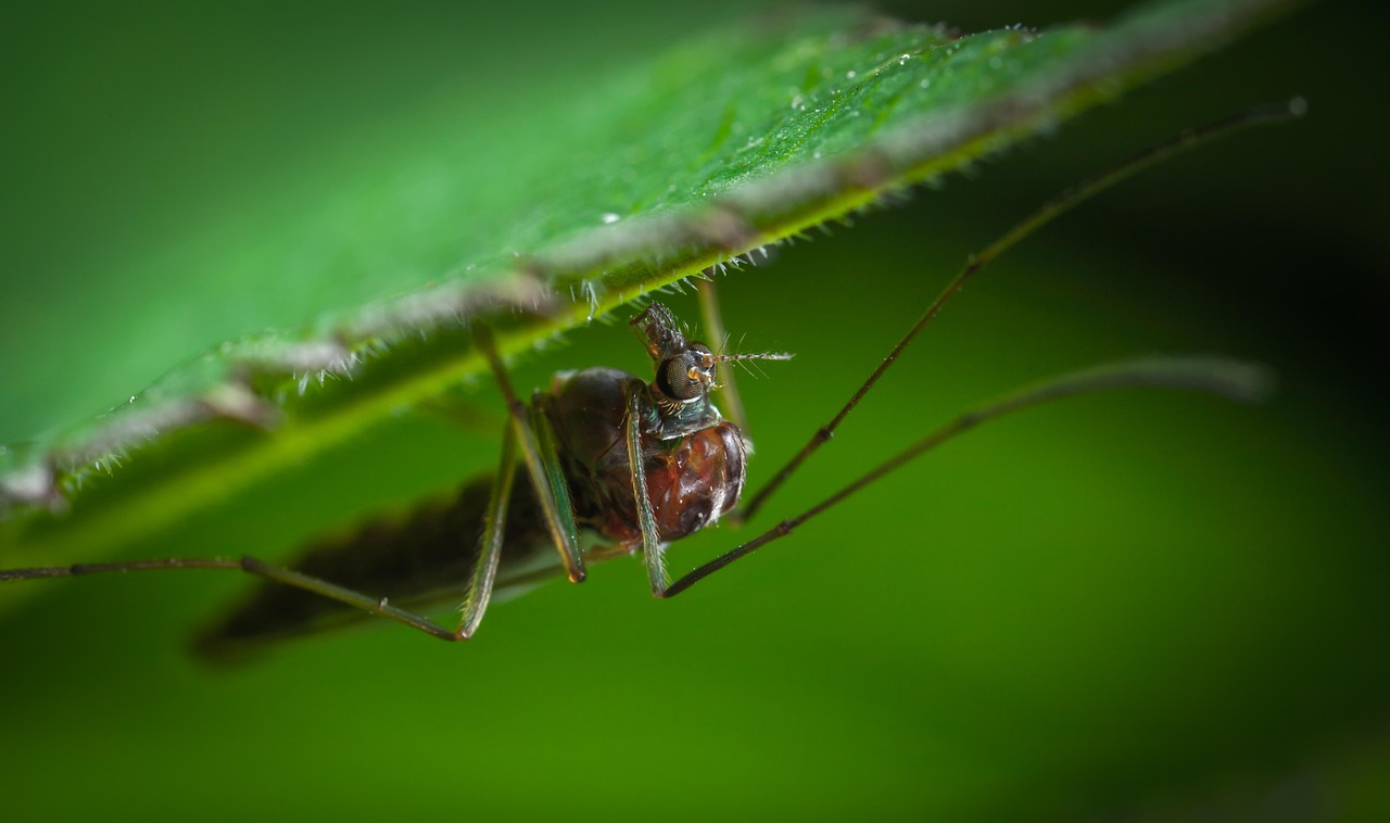 Insect Nature Animals - Free photo on Pixabay