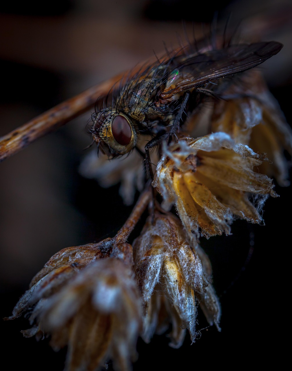 Insect Invertebrate Nature - Free photo on Pixabay - Pixabay