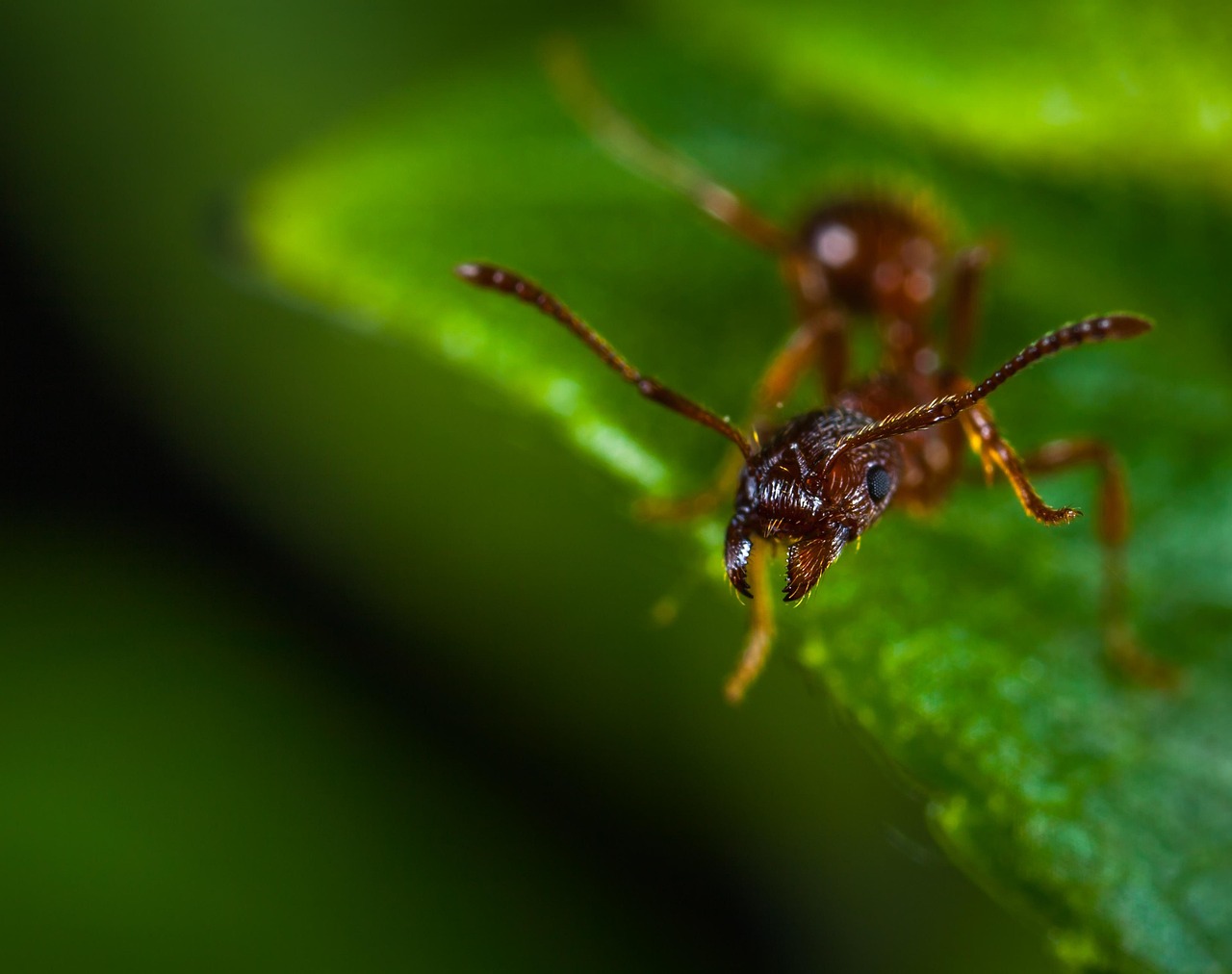 Insect Invertebrate Nature - Free photo on Pixabay - Pixabay