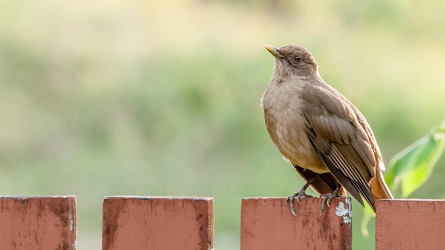 Free Nature Bird photo and picture
