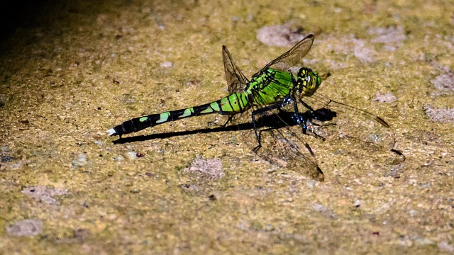 Free Nature Animal photo and picture