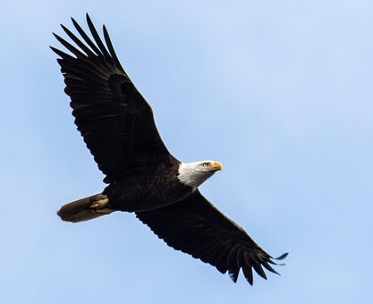 Raptor, Bird, Eagle, Bald, Bald Eagle