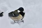 animal, bird, wild birds