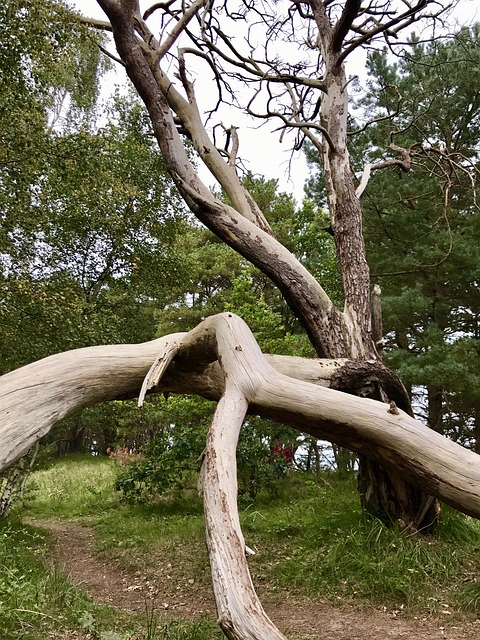 Free Tree Nature photo and picture