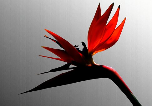 Free Strelitzia To Dye photo and picture