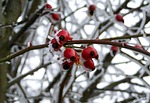 frosted rose hips, rimy, winter