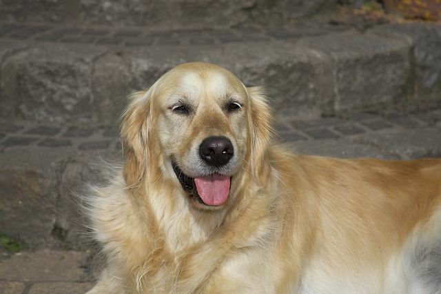 Perro, Animal Domestico, Mamífero