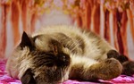 british shorthair, cat, pet