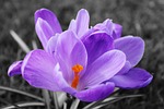 nature, flower, flora