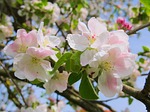 blossom, bloom, spring