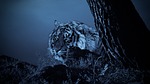 tiger, hunting, looking