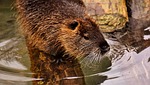 nutria, water rat, water