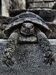 at the age of, reptile, turtle