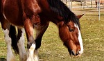 shire horse, horse, coupling