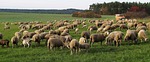 sheep, flock, pfrech