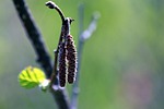 hazel, corylus, shrub