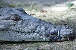 ostrorylyj crocodile, crocodylus acutus, nature
