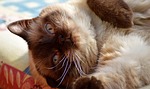 british shorthair, cat, pet